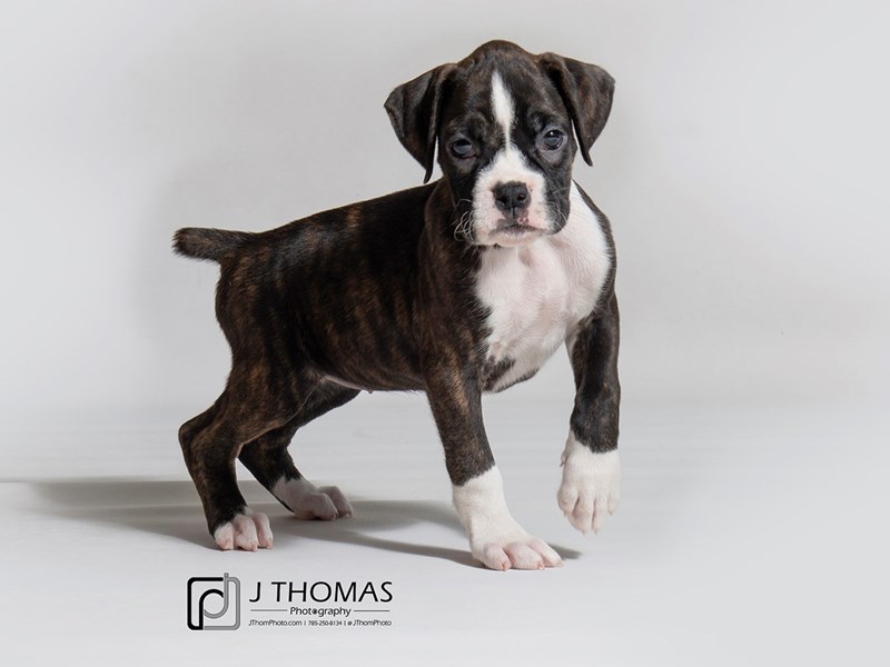 black and white boxer dogs