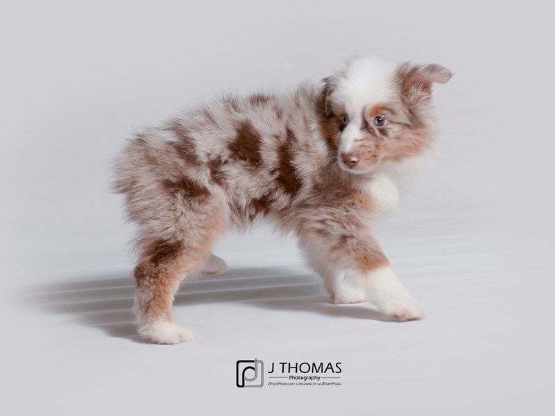 Miniature Australian Shepherd-DOG-Female-Red Merle-3367816-Petland Topeka,