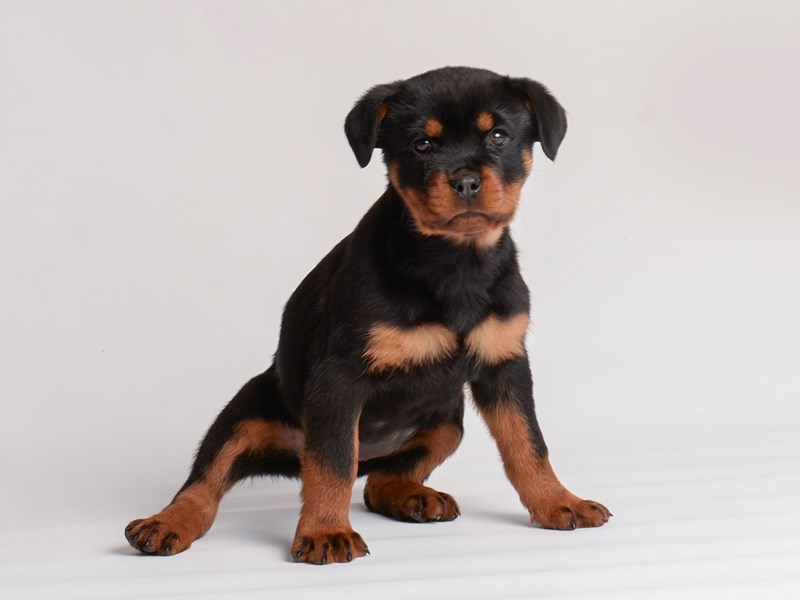 Small Rottwiler Rottweiler Small Animal ID:20028 Located at Petland Topeka, Kansas