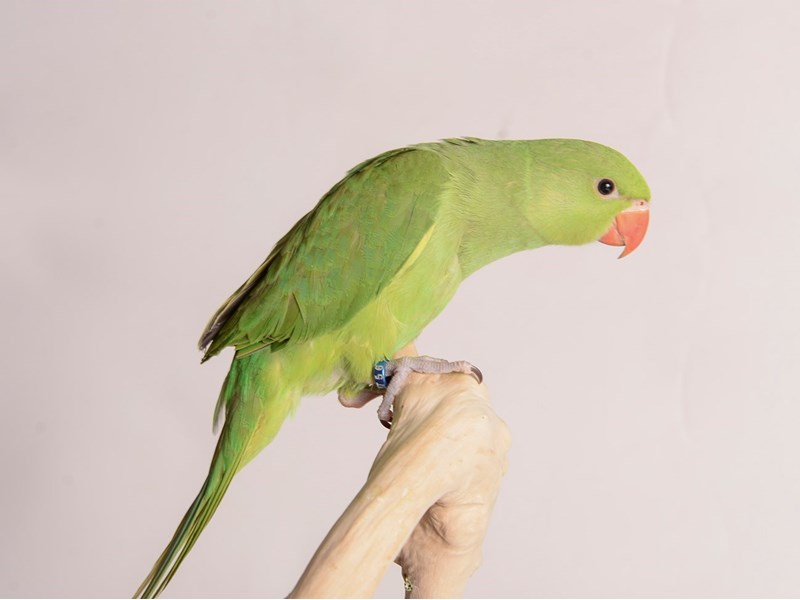 indian green parrot
