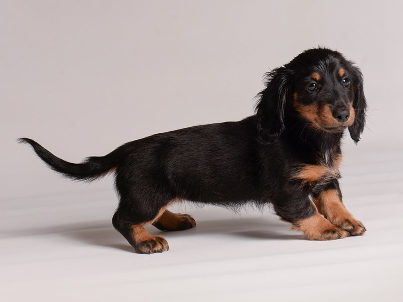 mini dachshund black