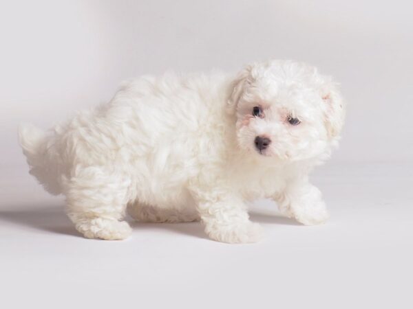 [#20969] White Female Bichon Frise Puppies for Sale