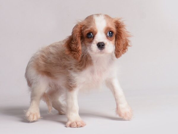 [#20965] Blenheim Female Cavalier King Charles Spaniel Puppies for Sale