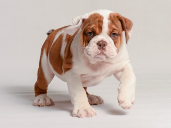 [#20980] Red Female Bulldog Puppies for Sale