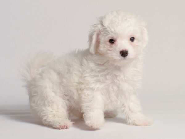 [#20979] White Female Bichon Frise Puppies for Sale