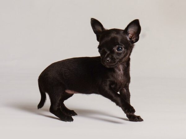 [#21004] Blk Female Chihuahua Puppies for Sale