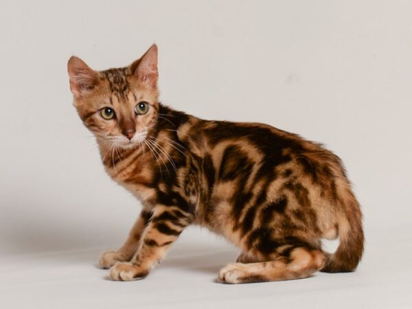 [#21000] Golden Marble Male Bengal Kittens for Sale