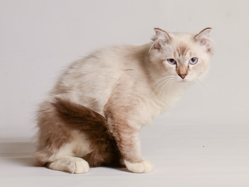 Kittens For Sale Petland Topeka, Kansas