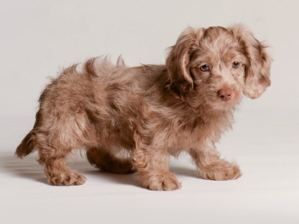 [#20998] Chocolate Female Doxiepoo Puppies for Sale