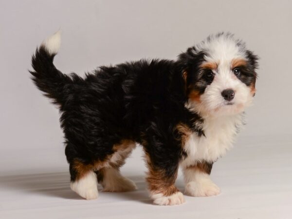 [#20995] Tri-Colored Male Bernedoodle Mini Puppies for Sale
