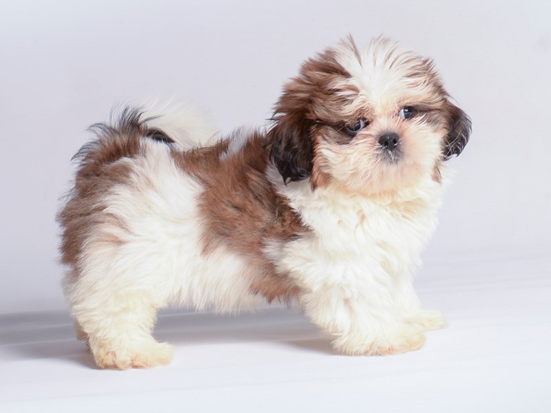 Shih Tzu Puppies For Sale Petland Topeka, Kansas