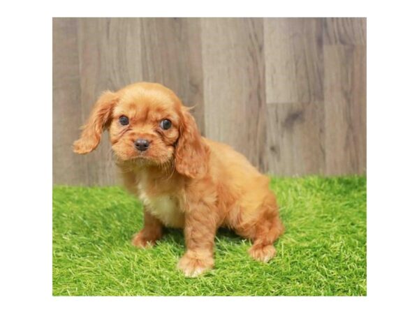 [#21010] Ruby Female Cavalier King Charles Spaniel Puppies for Sale