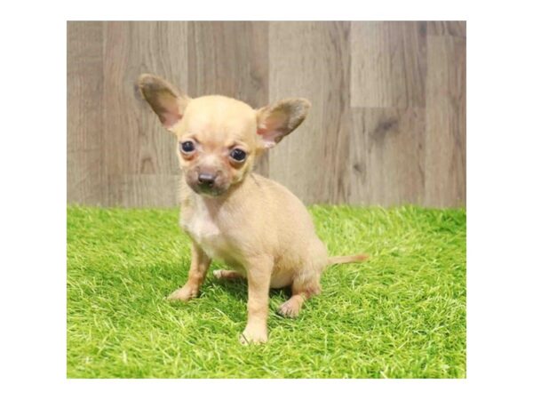 [#21011] Fawn Female Chihuahua Puppies for Sale