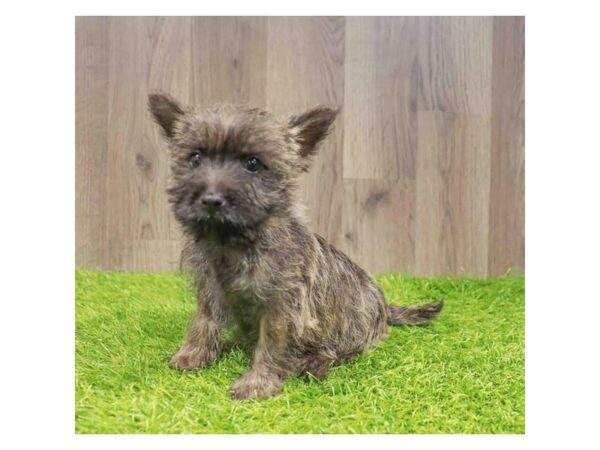 [#21009] Wheaten Female Cairn Terrier Puppies for Sale